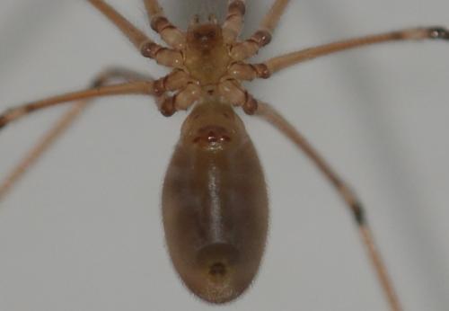 Réf. 308 093 : Pholcus phalangioides